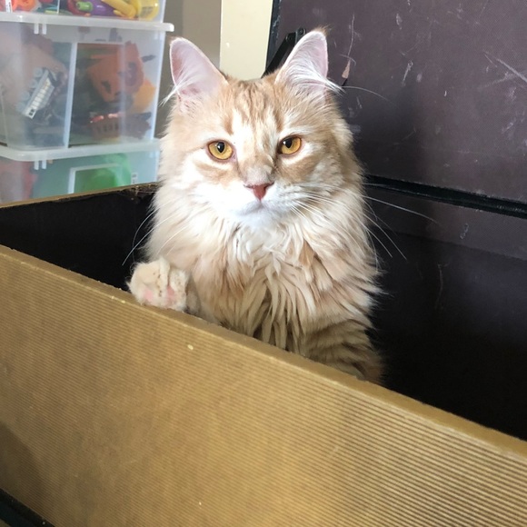 ❤️Meet My Family❤️ - Picture 8 of 8